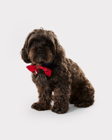 Red & White Christmas Cockapoo Print Dog Bow Tie